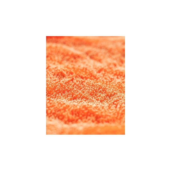 CARPRO DHydrate BOLD